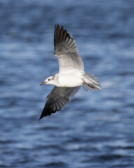 Fototapeta na wymiar Seagull taking flight over a body of water