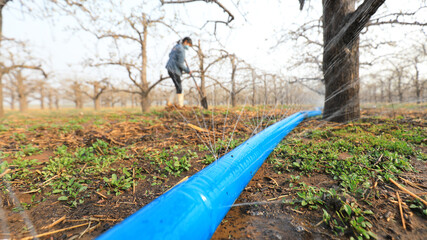 a female farmer takes care of pear trees in a pear garden, North China