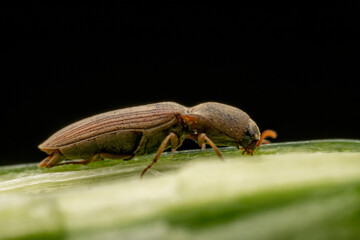A nail perches on green plants in the wild, North China