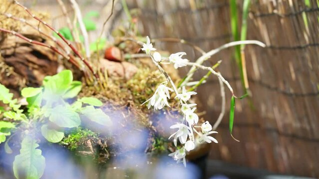 美しい白花紫蘭のイメージ風景