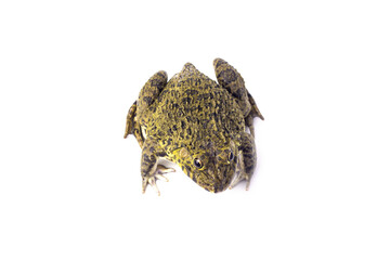 frog isolated on a white background.