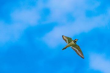 A colorful water bird (Killdeer) is flying