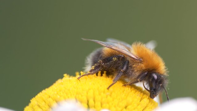 Pollination, insects. Bumblebee collects pollen on chamomile. Siberia. Macro.