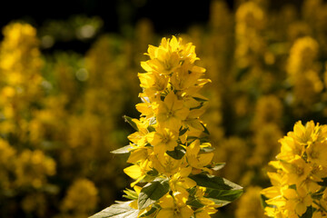 śliczne żółte kwiaty. Starogard Gdański, Poland AfterFotoJpg