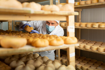 Cheese dairy worker in protective mask checks the quality of the cheese. Numbers on white pieces of paper are date when cheese was put into the ripening chamber