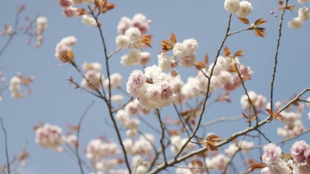 ふわふわした可愛いヤエ桜の景色