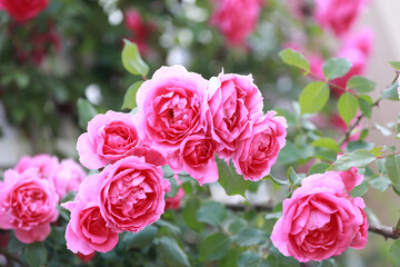Blooming roses in the park, North China