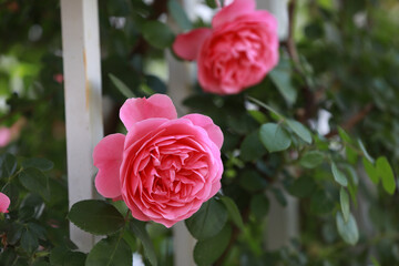 Blooming roses in the park, North China