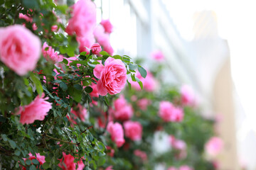 Blooming roses in the park, North China