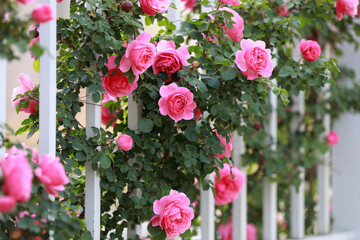Blooming roses in the park, North China