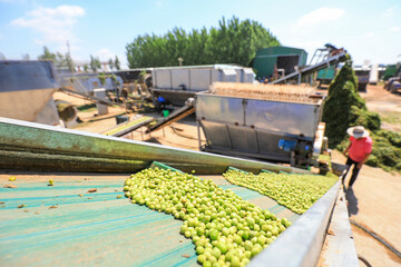 Farmers are threshing peas with agricultural machinery outdoors, North China