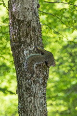 Obraz premium Squirrel on a tree trunk with leaves and trees in background