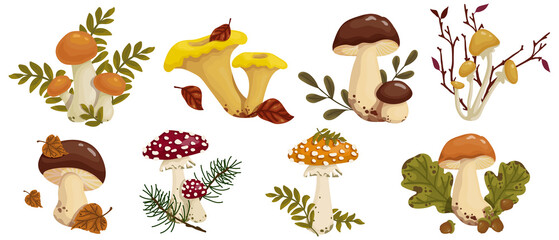 Set of botanical compositions with autumn mushrooms and forest plants, coniferous, dry leaves. Vector graphics. - obrazy, fototapety, plakaty