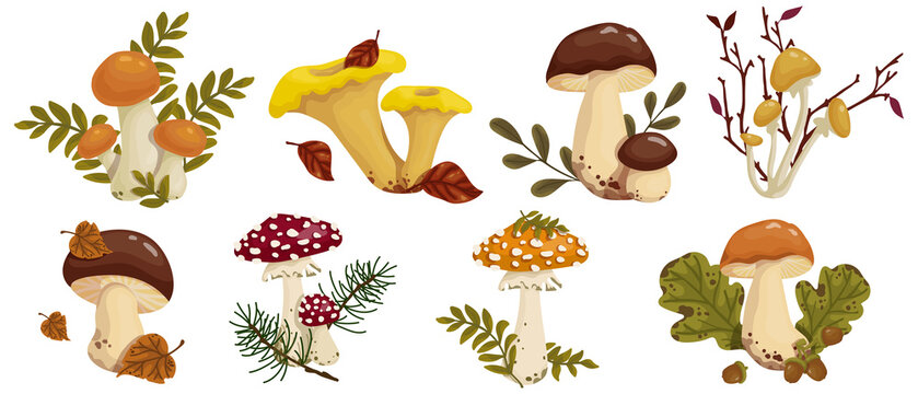 Set of botanical compositions with autumn mushrooms and forest plants, coniferous, dry leaves. Vector graphics.