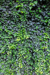 Wall covered with ivy (hedera). Landscaping in interest and exterior.