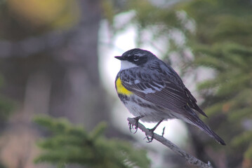 Male Yellow Rumped Warbler in Boreal Forest