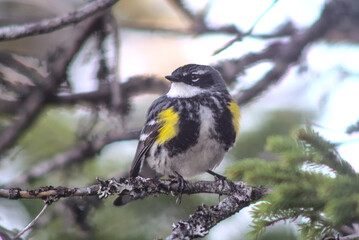 Male Yellow Rumped Warbler in Boreal Forest