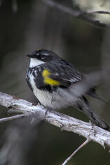 Male Yellow Rumped Warbler in Boreal Forest