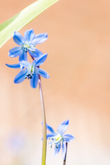 Blue flower on orange background