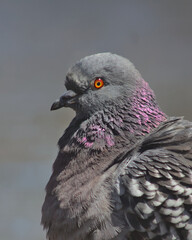Closeup Pigeon Portrait