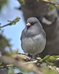 Dark Eyed Junco Portrait