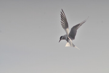 Fototapeta na wymiar Common Tern