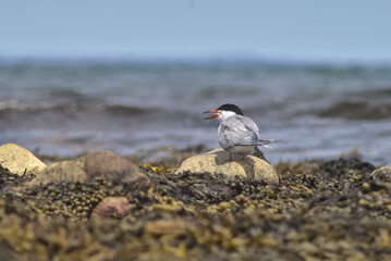 Common Tern