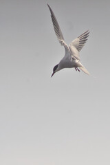 Common Tern