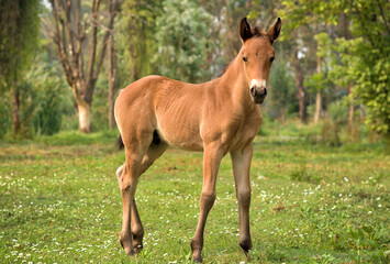 Naklejka na ściany i meble Baby horse foal 
