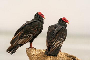 Two Turkey vulture standing on the rock