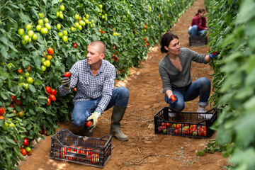 Girl, man and woman harvesting tomatoes in large orchard © JackF