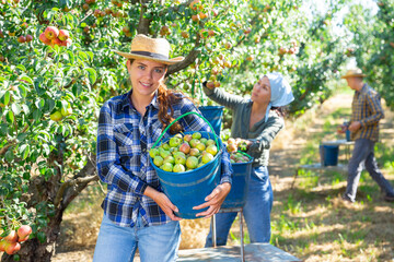 Three workers picking green and pink pears in garden. Girl holding bucket full of pears.