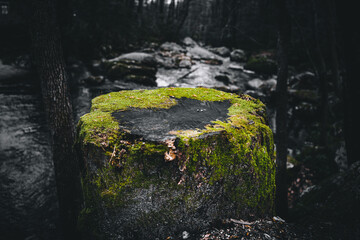Obraz na płótnie Canvas Moss on a Tree Stump