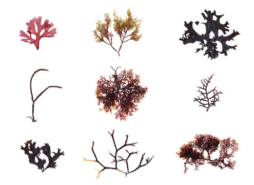 This is a beautiful red and  brown set of seaweed.