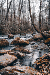 River in the Woods of Greenville, SC