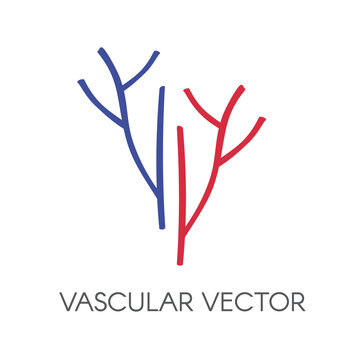 vector vascular, veins and arteries 