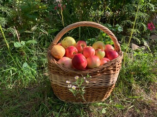 basket of apples