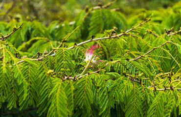 red fern leaf