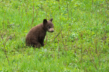 Black Bear Cub in the Rain Near Pebble Creek © Cathy Summers