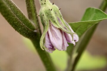 Eggplant blossom 