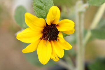 Dwarf Sunflower in the garden
