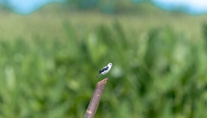 Fluvicola pica - Viudita común