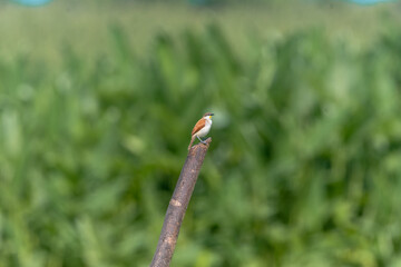Certhiaxis cinnamomeus - (Yellow-chinned spinetail) - Curutié colorado