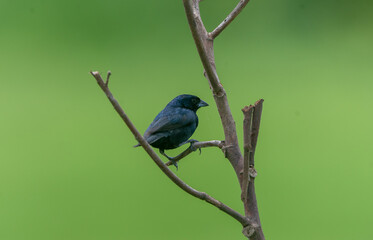 Volatinia jacarina Semillero