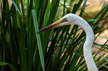 Egret (Ardea alba)