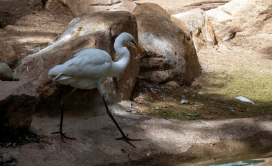 Egret (Ardea alba)