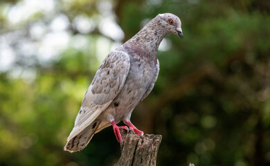 Rock Pigeon (Columba livia)