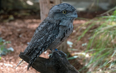 Tawny Frogmouth (Podargus Strigoides)