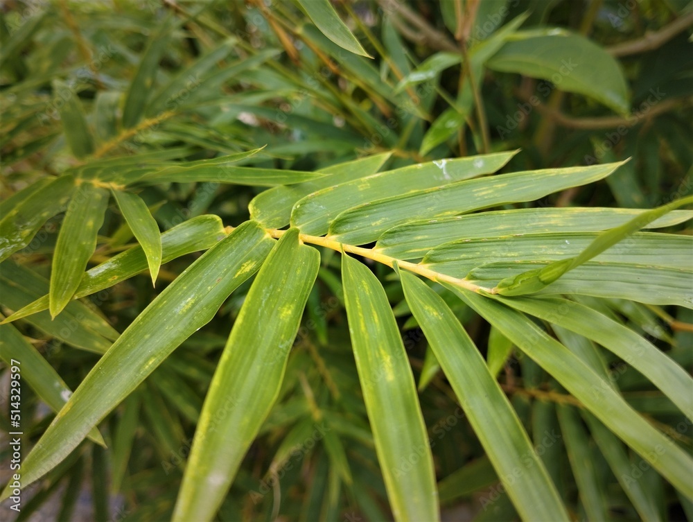 Wall mural photo of yellow bamboo leaves