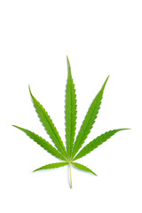 Cannabis plants leaf on a white background Cultivation of medical marijuana.